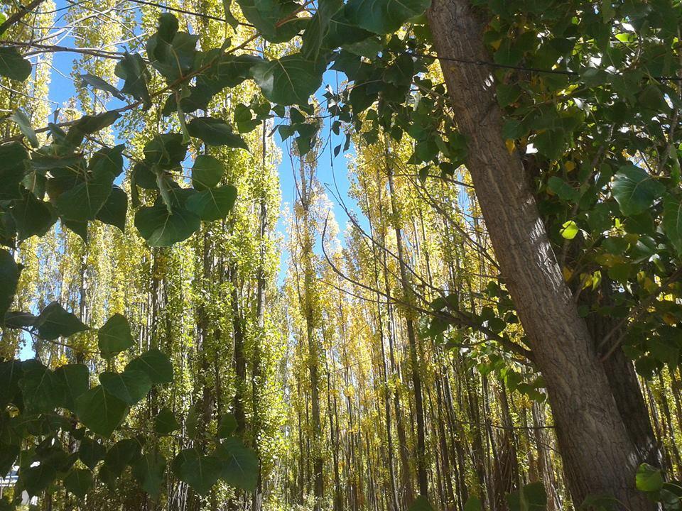 Terrazas En El Bosque Cabanas Malargüe Eksteriør bilde